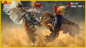 Lợi ích khi xem đá gà trực tiếp tại Nohu52