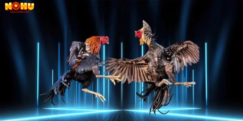 Kinh nghiệm và mẹo chơi đá gà Nohu52 hiệu quả